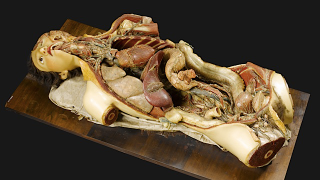 Illustration for article titled Creepy wax anatomy models from the 1700-1800s. Apologies if you planned on sleeping tonight.